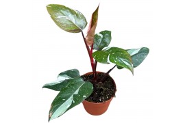 Philodendron Philodendron Red Anderson 1 pp