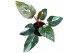 Philodendron Philodendron Red Anderson 1 pp 