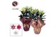 Lilium oriental Mix Rondella BLUSH 