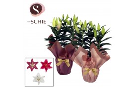 Lilium oriental Mix Rondella BLUSH