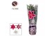 Lilium oriental mix in decohoes 