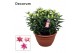 Lilium roselily nowa Pink Decorum XL schaal 