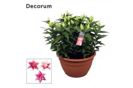 Lilium roselily nowa Pink Decorum XL schaal