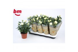 Rosa white beau monde wit
