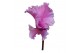 Cyclamen pers. super serie merengue roze 