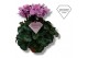 Cyclamen pers. super serie merengue roze 