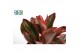 Peperomia clusiifolia jellie Peperomia clusiifolia Jellie 1 pp 