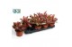 Peperomia clusiifolia jellie Peperomia clusiifolia Jellie 1 pp 