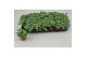 Fittonia overig Fittonia 