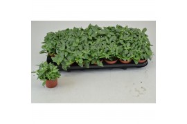 Fittonia overig Fittonia