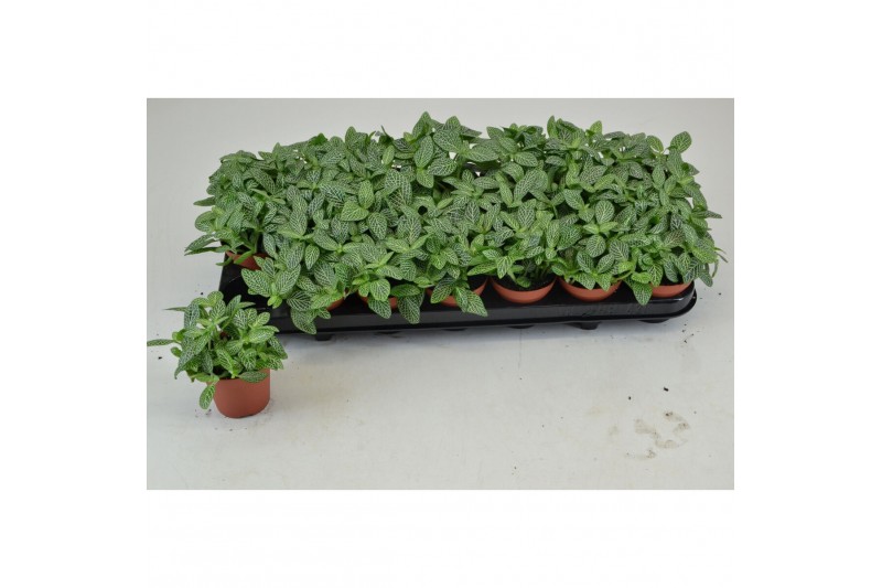 Fittonia overig Fittonia 