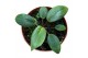 Homalomena camouflage Homalomena Red Sumatra 1 pp 