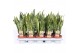 Sansevieria trifasciata laurentii 
