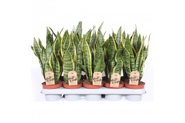 Sansevieria trifasciata laurentii