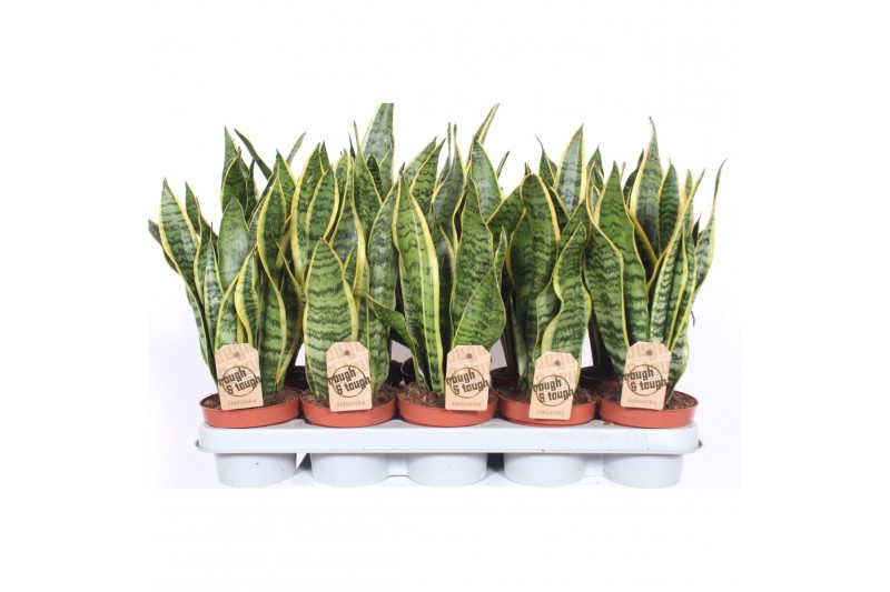 Sansevieria trifasciata laurentii 