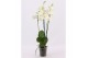 Phalaenopsis anthura madrid 3 tak, 18+ bloem - 60/65cm 