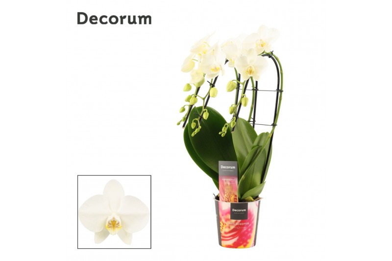 Phalaenopsis wit Phalaenopsis triple cascade wit (Decorum) 18 bl. 3 ta 