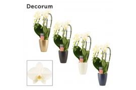 Phalaenopsis wit Phalaenopsis triple cascade wit in Carly (Neo Archite