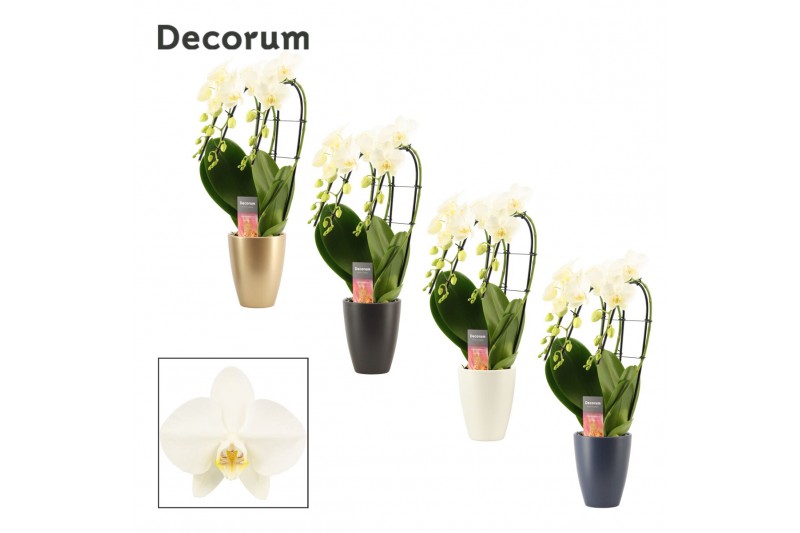 Phalaenopsis wit Phalaenopsis triple cascade wit in Carly (Neo Archite 