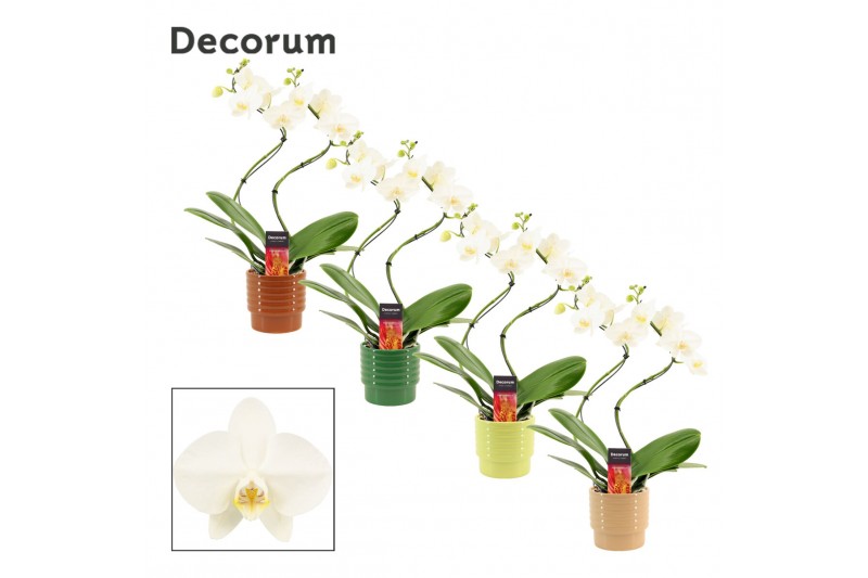 Phalaenopsis wit Phalaenopsis hurricane wit in Naemi (Natural bubble-c 