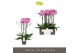Phalaenopsis roze Impresso Amalia - 4 tak, 40+ bloem 