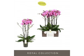 Phalaenopsis roze Impresso Amalia - 4 tak, 40+ bloem