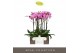 Phalaenopsis roze Impresso Amalia - 4 tak, 40+ bloem 