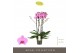 Phalaenopsis roze Impresso Amalia - 4 tak, 40+ bloem 