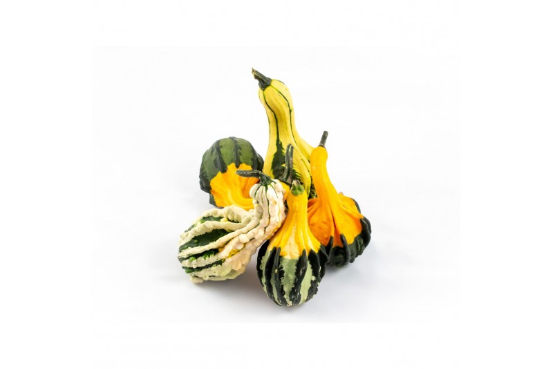Cucurbita pepo indian Mix 20 (1018) 