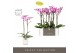 Phalaenopsis roze Optistar Toshi 2spike in White Molise Aquo 