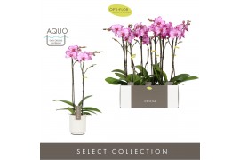 Phalaenopsis roze Optistar Toshi 2spike in White Molise Aquo
