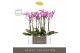 Phalaenopsis roze Optistar Toshi 2spike in White Molise Aquo 