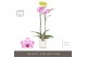Phalaenopsis roze Optistar Toshi 2spike in White Molise Aquo 