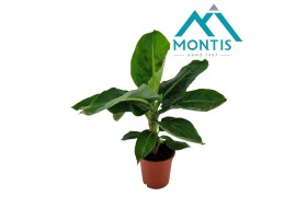Musa tropicana