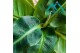 Musa tropicana 