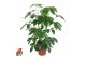 Schefflera actinophylla amate 