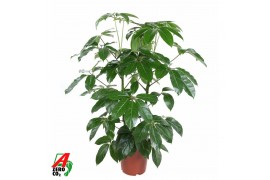 Schefflera actinophylla amate