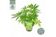 Schefflera winter jungle 