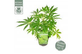 Schefflera winter jungle