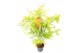 Acer palmatum orange lace 