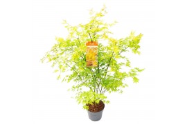 Acer palmatum orange lace