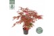 Acer palmatum beni-maiko 