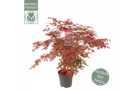 Acer palmatum beni-maiko
