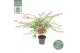 Acer palmatum beni-maiko 