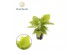 Homelamena emerald gem Homalomena Lemon Lime 1 pp 