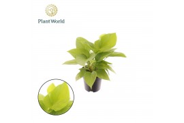 Homelamena emerald gem Homalomena Lemon Lime 1 pp