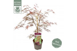 Acer palmatum garnet extra kwaliteit