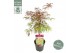 Acer palmatum garnet extra kwaliteit 