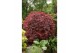 Acer palmatum garnet extra kwaliteit 