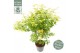 Acer palmatum bi hoo 